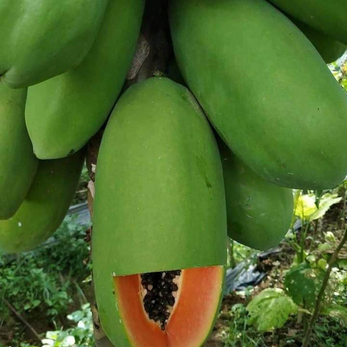 Calina IPB9 Papaya (Sunprime Seeds, Singapore) - Farmers Stop
