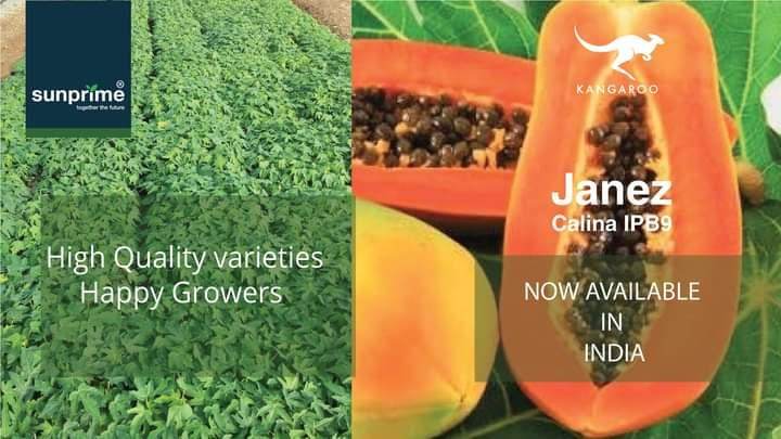 Calina IPB9 Papaya (Sunprime Seeds, Singapore) - Farmers Stop