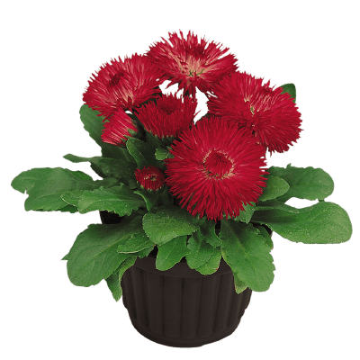 English Daisy Bellis perennis Roggli/Tasso Red (Benary) - Farmers Stop