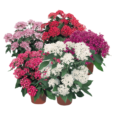 Pentas lanceolata New Look® Pelleted Seed (Benary) - Farmers Stop