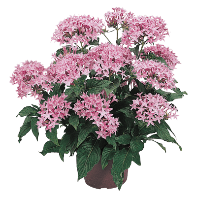 Pentas lanceolata New Look® Pelleted Seed (Benary) - Farmers Stop