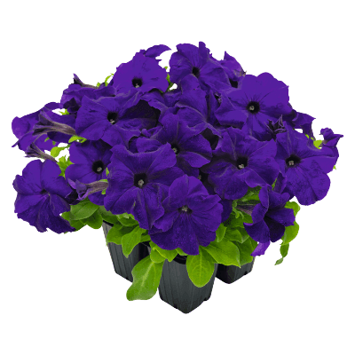 Hanging baskets Petunia x hybrida grandiflora F₁ SUCCESS! HD (Benary) - Farmers Stop