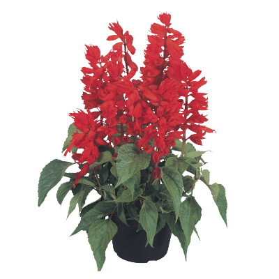 Salvia splendens Salvano (Benary) - Farmers Stop