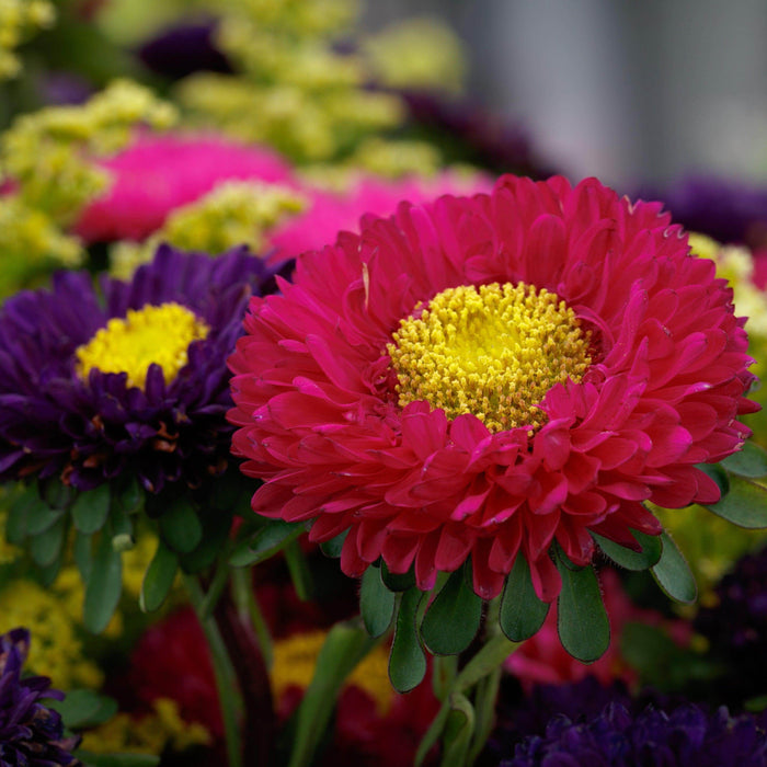 Matsumoto Aster Callistephus chinensis (Sakata/AsiaPacific) - Farmers Stop