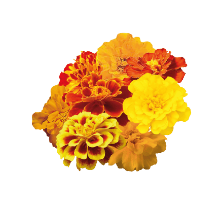 Safari French Marigold Tagetes patula (Benary) - Farmers Stop