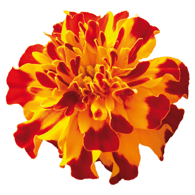 Safari French Marigold Tagetes patula (Benary) - Farmers Stop