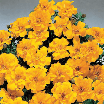 Safari French Marigold Tagetes patula (Benary) - Farmers Stop