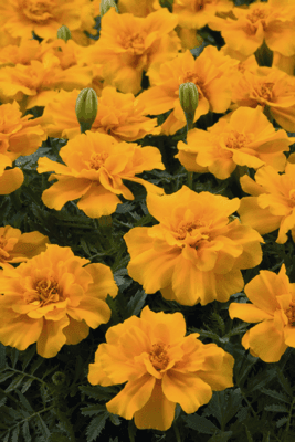 Safari French Marigold Tagetes patula (Benary) - Farmers Stop