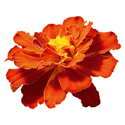Safari French Marigold Tagetes patula (Benary) - Farmers Stop
