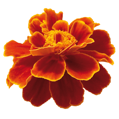 Safari French Marigold Tagetes patula (Benary) - Farmers Stop