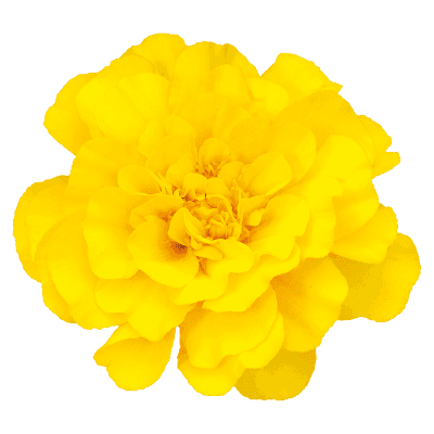 Safari French Marigold Tagetes patula (Benary) - Farmers Stop