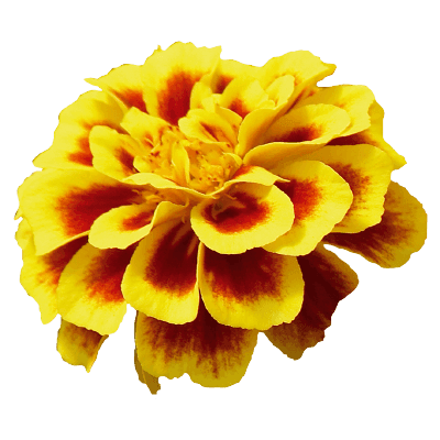 Safari French Marigold Tagetes patula (Benary) - Farmers Stop