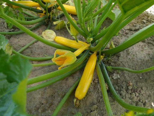 Korean Yellow Zuchini Seeds - Farmers Stop