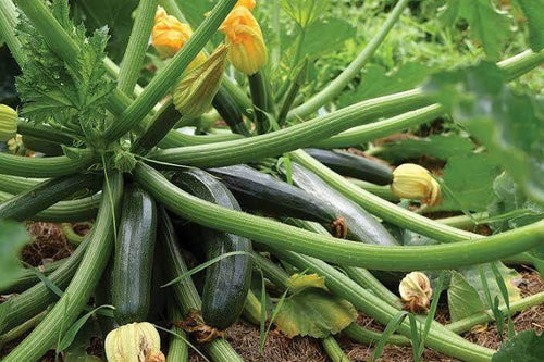 Tinda (Indian Round Gourd) / Summer Squash Seeds