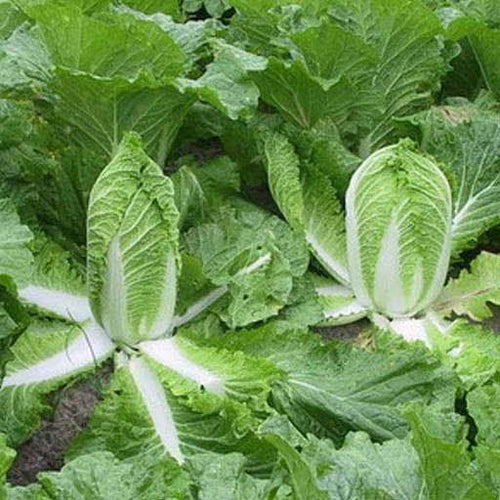 Chinese Cabbage (Napa Cabbage / Wong Bok) Seeds