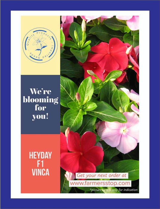 Heyday F1 Hybrid Vinca Mix Color (Garden Festival) - Farmers Stop