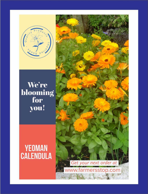 Yeoman Calendula Mix Color (Garden Festival) - Farmers Stop