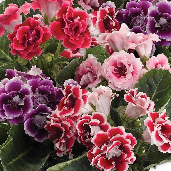 Gloxinia F1 Brocade Mix Flower Pelleted Seeds (SAKATA) - Farmers Stop