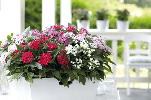 Pentas lanceolata Graffiti OG Mix (Benary) - Farmers Stop