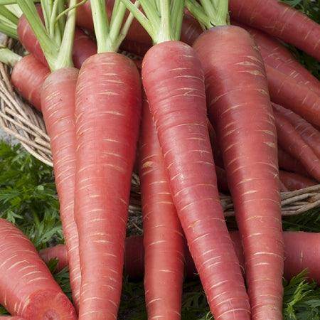 Carrot Red Long F1 Hybrid Quality Seeds (Garden Festival) - Farmers Stop