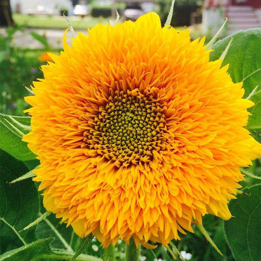 Dwarf Double Sunflower Seeds (AsiaPacific Seeds, New Zealand/Garden Festival) - Farmers Stop