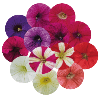 Petunia x hybrida grandiflora SUCCESS! 360 Maxi Mix (Benary) - Farmers Stop