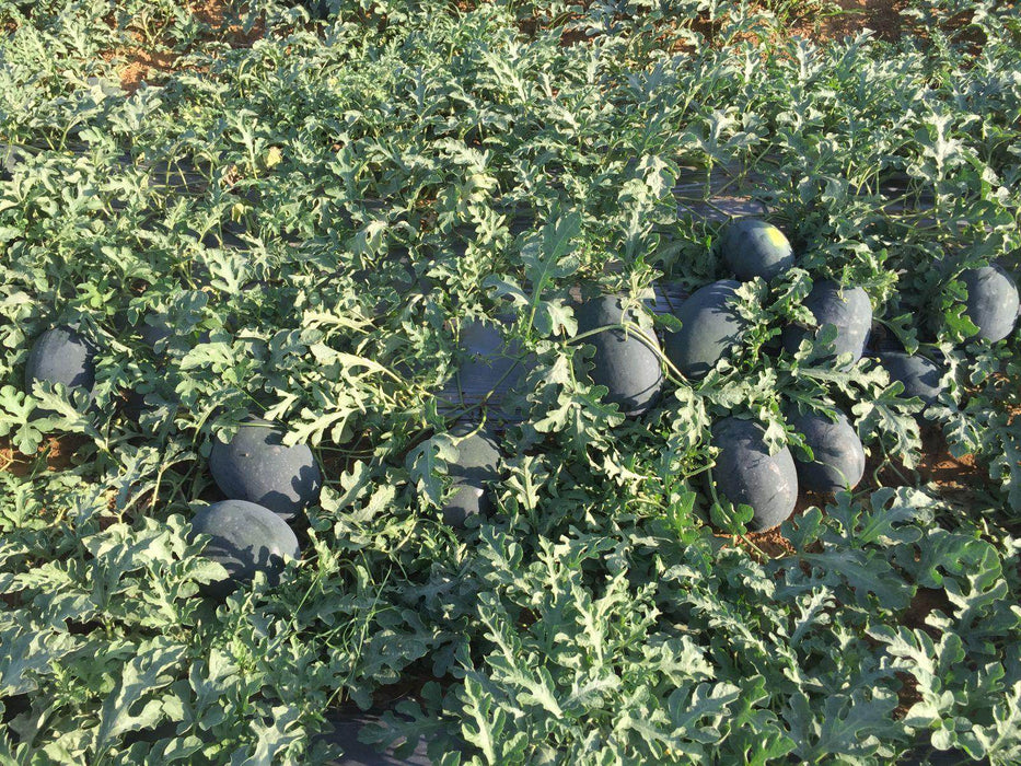 Bheemraja/भीमराजा F1 Hybrid IceBox Watermelon (Konico Seeds) - Farmers Stop