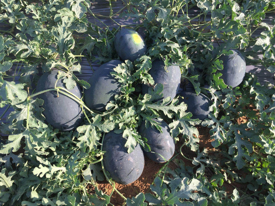 Bheemraja/भीमराजा F1 Hybrid IceBox Watermelon (Konico Seeds) - Farmers Stop