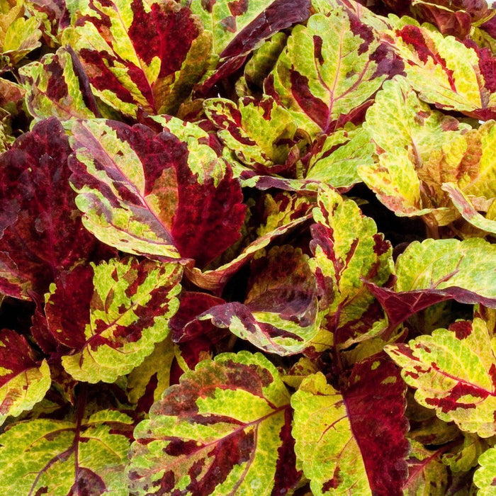 Coleus Extra DWF Fairway Mix (SAKATA) - Farmers Stop