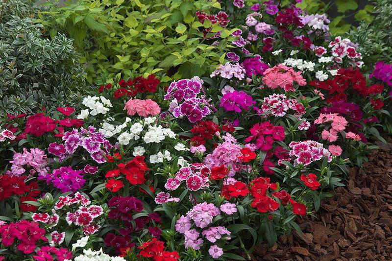 Dianthus F1 Telstar™ Series (Takii Seeds) - Farmers Stop