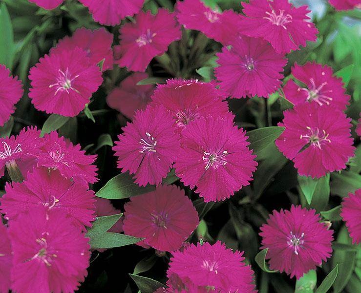 Dianthus F1 Telstar™ Series (Takii Seeds) - Farmers Stop