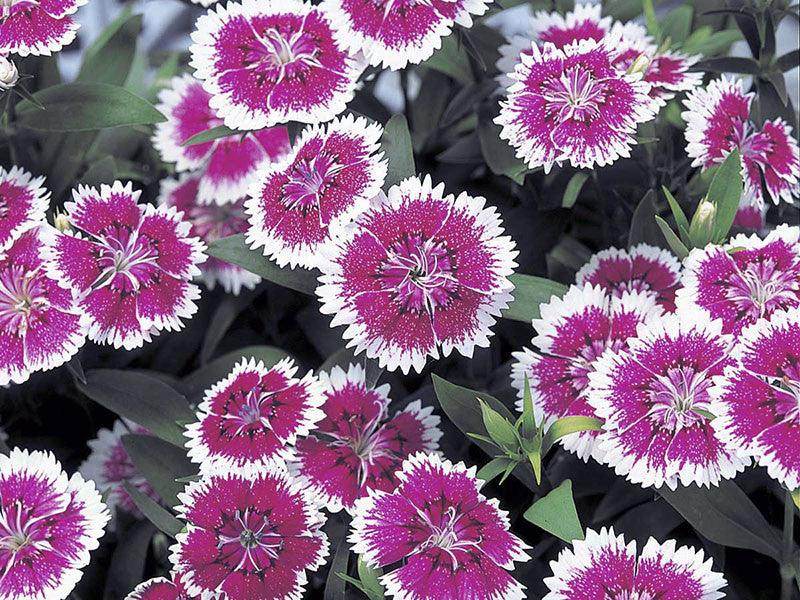 Dianthus F1 Telstar™ Series (Takii Seeds) - Farmers Stop