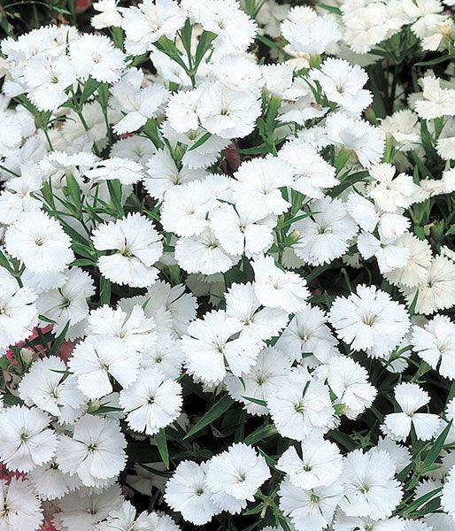 Dianthus F1 Telstar™ Series (Takii Seeds) - Farmers Stop