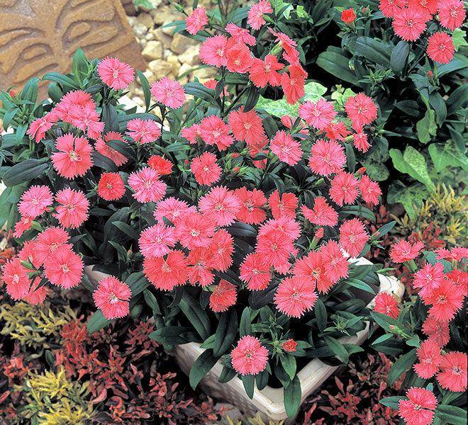 Dianthus F1 Telstar™ Series (Takii Seeds) - Farmers Stop
