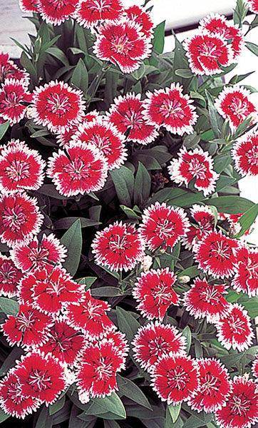 Dianthus F1 Telstar™ Series (Takii Seeds) - Farmers Stop