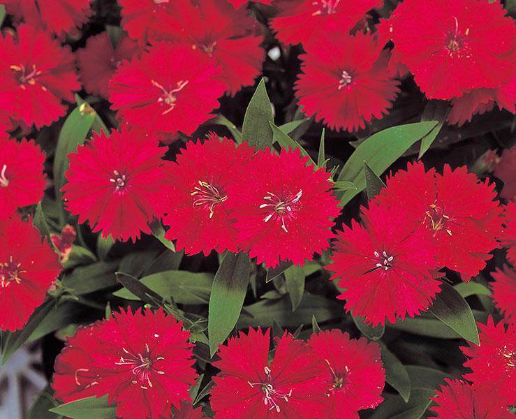 Dianthus F1 Telstar™ Series (Takii Seeds) - Farmers Stop
