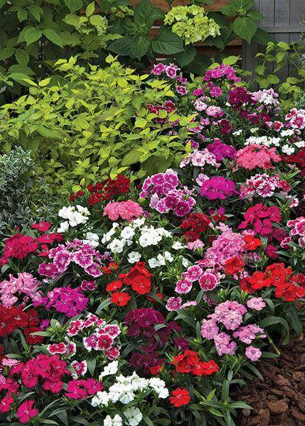 Dianthus F1 Telstar™ Series (Takii Seeds) - Farmers Stop