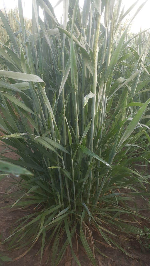 DG09 Israeli Wheat Seeds for Farming - Limited Stock* - COD not available - Farmers Stop
