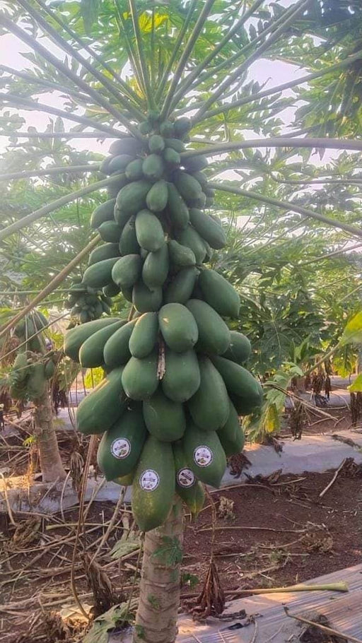 Red Baby Hybrid F1 Papaya (Known You Seeds - Taiwan) - Farmers Stop