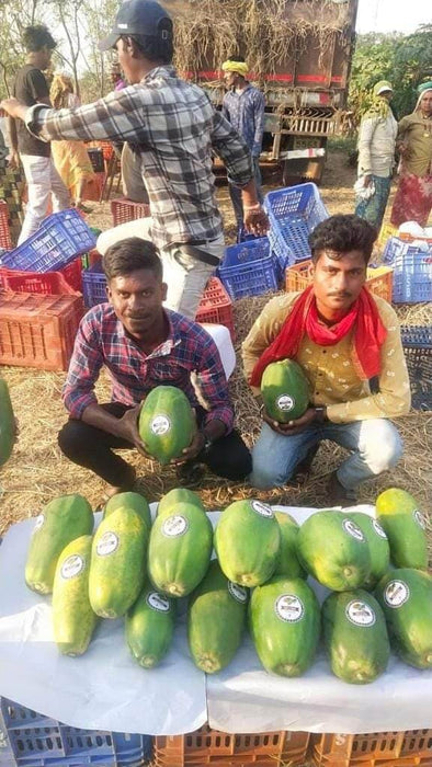 Red Baby Hybrid F1 Papaya (Known You Seeds - Taiwan) - Farmers Stop