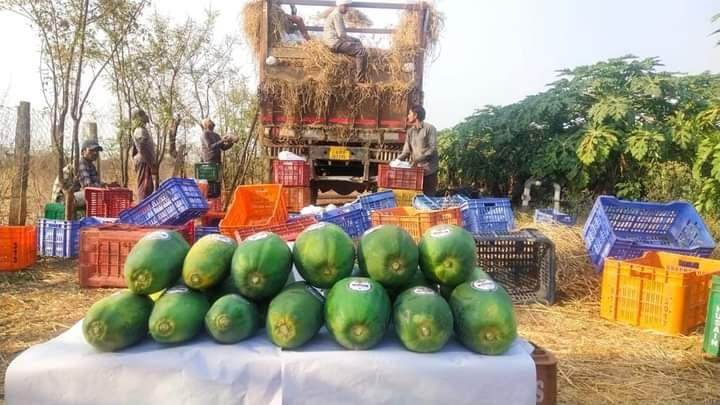 Red Baby Hybrid F1 Papaya (Known You Seeds - Taiwan) - Farmers Stop