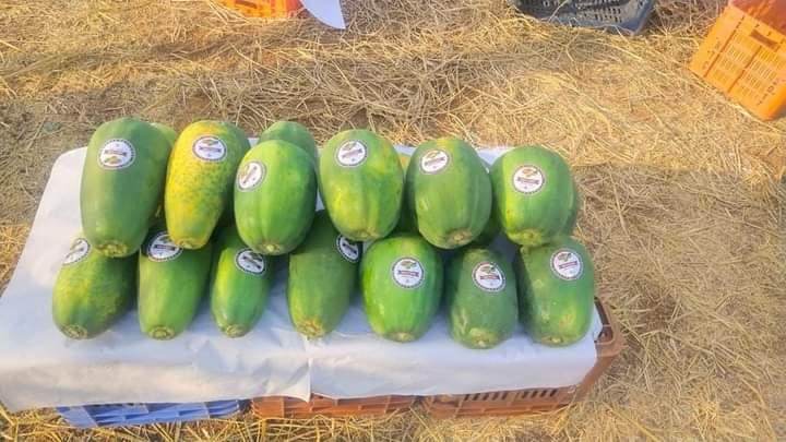 Red Baby Hybrid F1 Papaya (Known You Seeds - Taiwan) - Farmers Stop