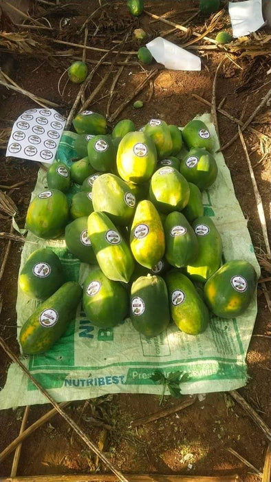 Red Baby Hybrid F1 Papaya (Known You Seeds - Taiwan) - Farmers Stop