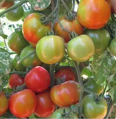 PKM-1 Desi Tomato (Garden Festival) - Farmers Stop