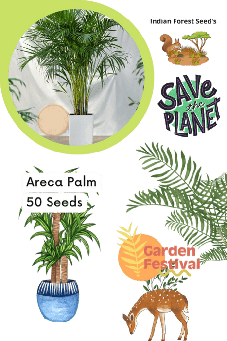 Areca Palm - 50 Seeds (Garden Festival) - Farmers Stop