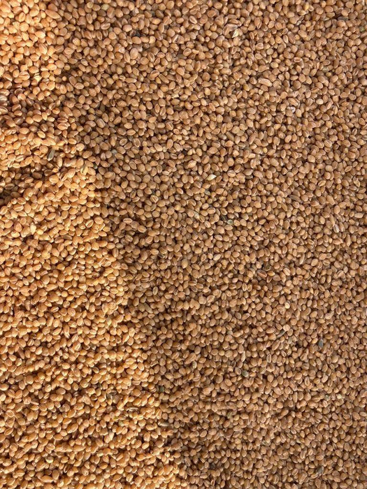 Sona Moti / Paigambari Wheat(सोना मोती गेहूं) Seeds for Farming (DICOCCUM WHEAT)- Limited Stock - Farmers Stop