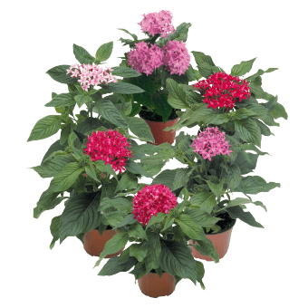 Pentas F1 Marie Mix (Garden Festival) - Farmers Stop