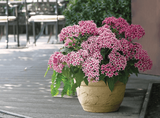 Pentas F1 Marie Mix (Garden Festival) - Farmers Stop