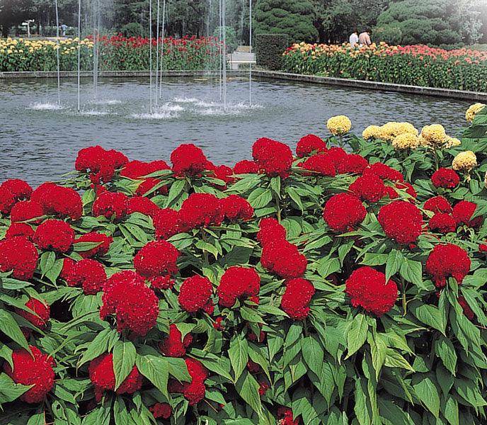 Celosia Kurume™ Series Cockscomb (Takii Seeds) - Farmers Stop