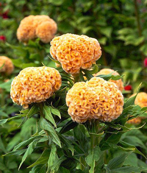 Celosia Kurume™ Series Cockscomb (Takii Seeds) - Farmers Stop